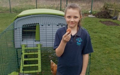 Meet our chickens