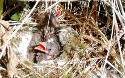 Wildlife area hosts two birds’ nests