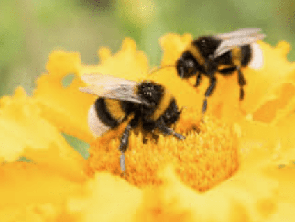 Beehive